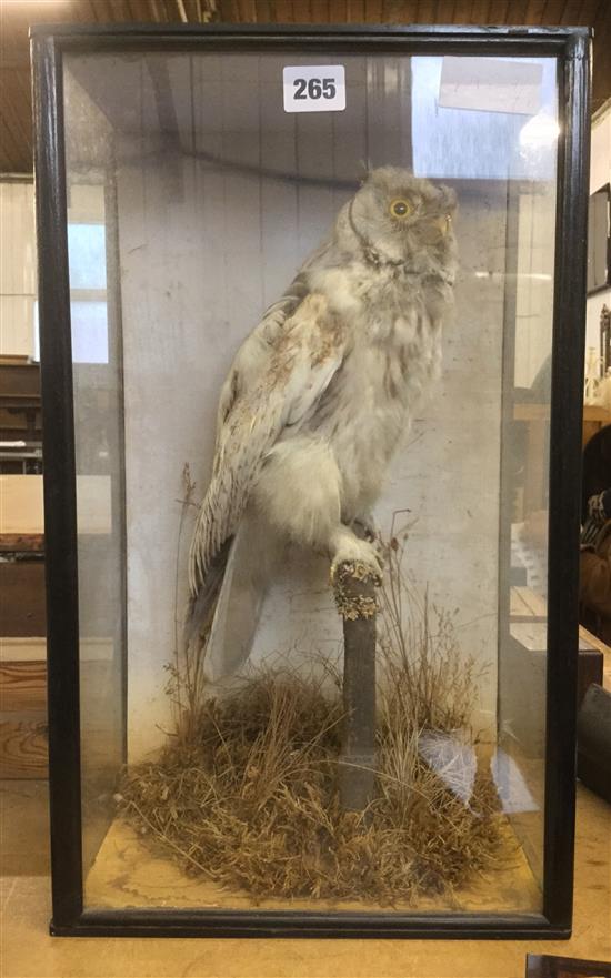 Cased snowy owl by Topp of Reading